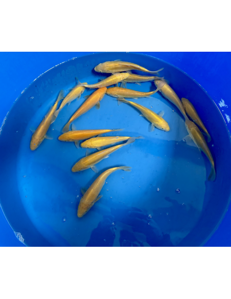 Tosai Karashigoi Marusei 15/18 cm – Koï japonaise