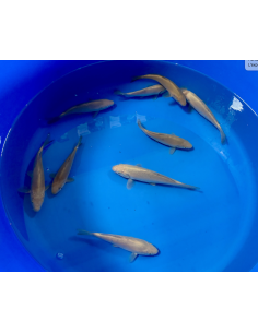 Tosai Chagoi Marusei 15/18 cm – Koï japonaise