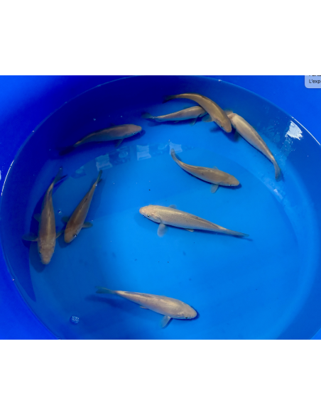 Tosai Chagoi Marusei 15/18 cm – Koï japonaise