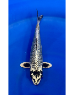 Ginrin matsubakawabake (Tateshita) Aokiya