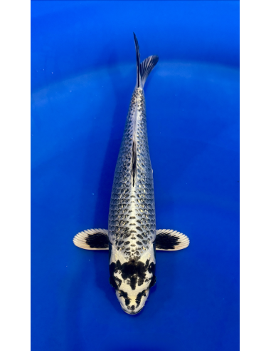 Ginrin matsubakawabake (Tateshita) Aokiya