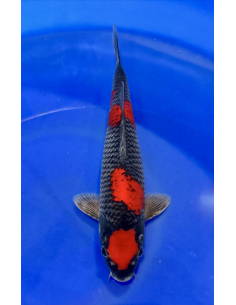 Goshioki (Tateshita) Aokiya