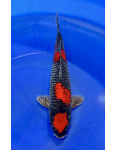 Goshioki (Tateshita) Aokiya