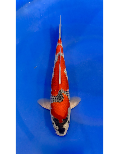 Goshioki (Tateshita) Aokiya