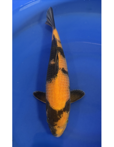 Ki Utsuri isa maruyo