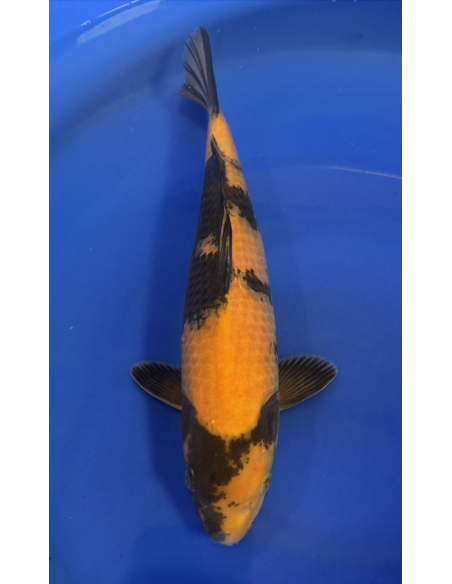 Ki Utsuri isa maruyo