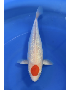 Tancho Kohaku Ginrin