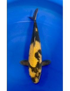 Ki Utsuri isa maruyo