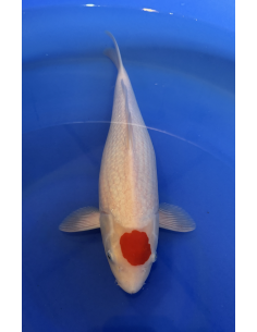 Tancho Kohaku Genjiro