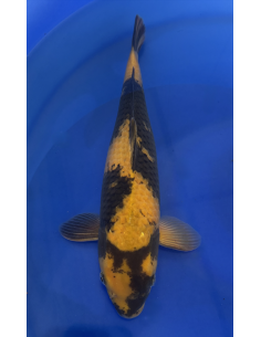 Ki Utsuri isa maruyo