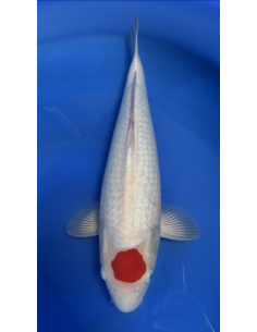 Tancho Kohaku Genjiro