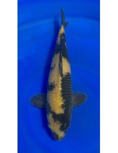 Ki Utsuri isa maruyo