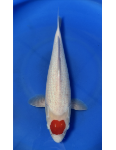 Tancho Kohaku Genjiro