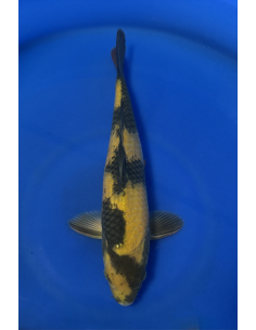 Ki Utsuri isa maruyo