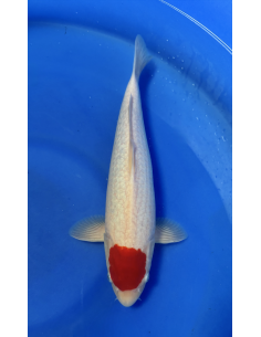 Tancho Kohaku Genjiro