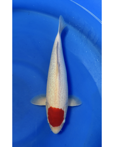 Tancho Kohaku Genjiro