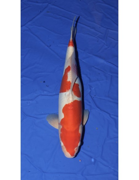 Carpes koi, Doitsu Kohaku