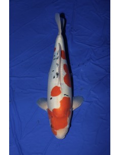 Carpes koi, Doitsu Sanke