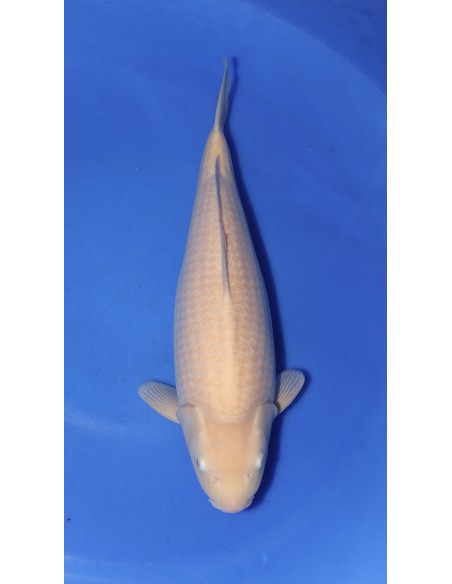 Carpes koi, Karashigoi