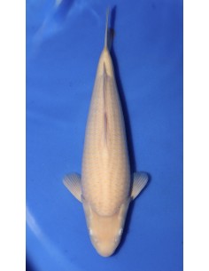 Carpes koi, Karashigoi