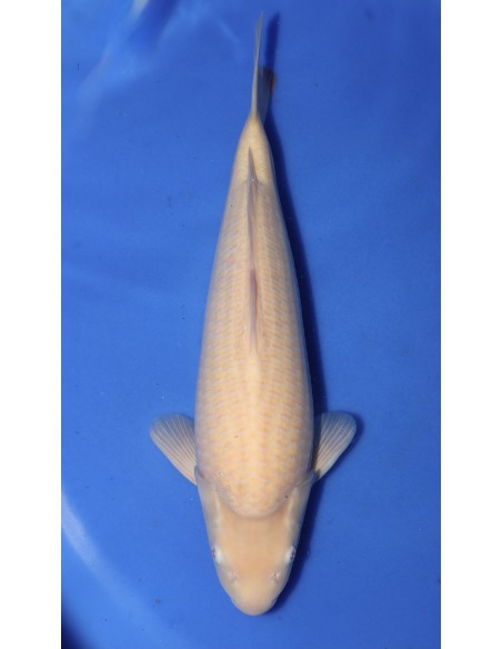 Carpes koi, Karashigoi