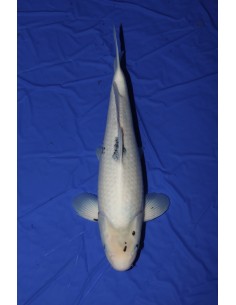 Carpes koi, Shiro Utsuri