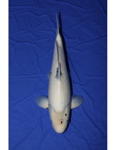 Carpes koi, Shiro Utsuri