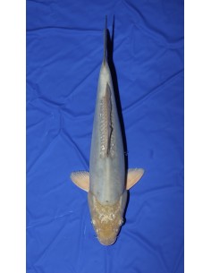 Carpes koi, doitsu soragoi