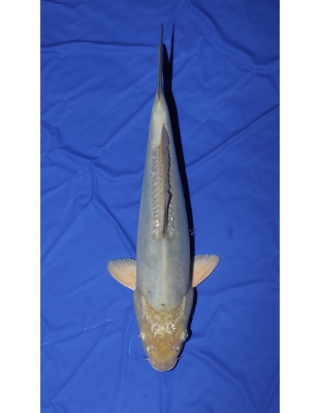 Carpes koi, doitsu soragoi