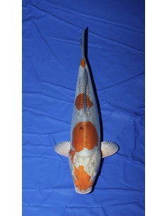 Carpes koi, doitsu ochiba
