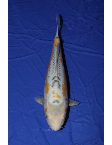 Carpes koi, Ki shusui