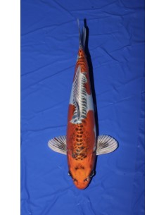 Carpes koi Beni Kikokuryu