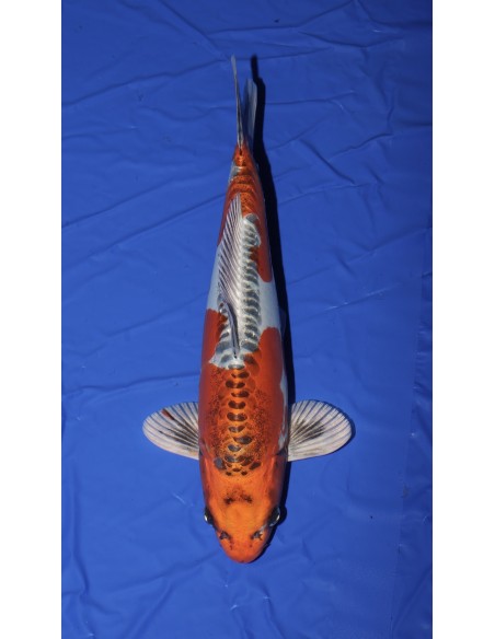 Carpes koi Beni Kikokuryu