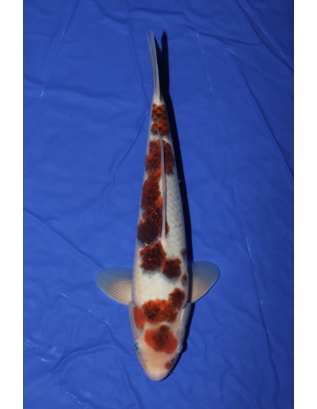 Carpes koi Goromo