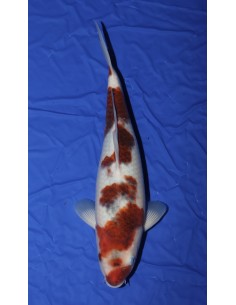 Carpes koi Goromo