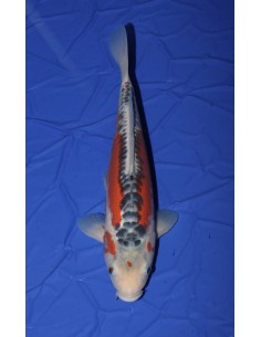 Carpes koi shusui