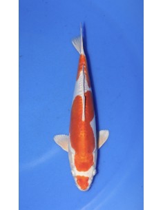 Carpes koi Kikusui