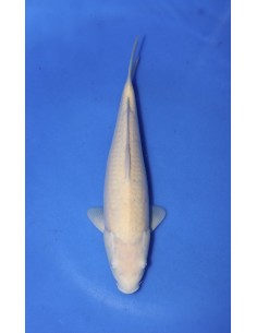 Carpes koi Doitsu Karashigoi