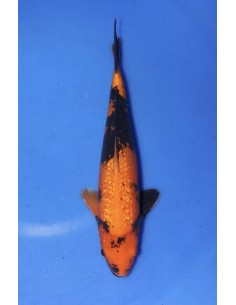 Carpes koi, Ginrin Hi Utsuri