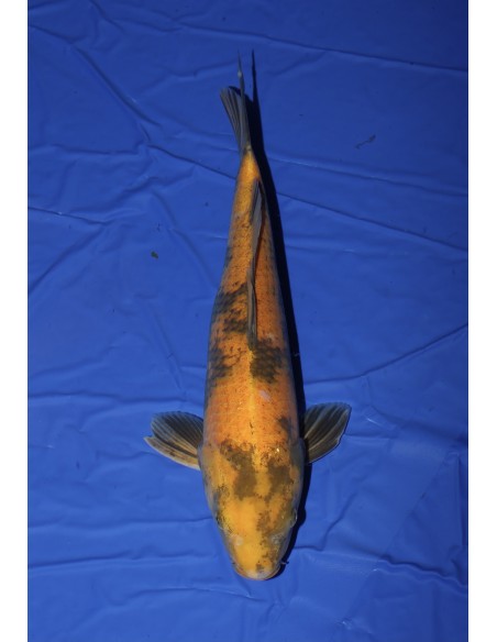 Carpes koi, Ki Utsuri