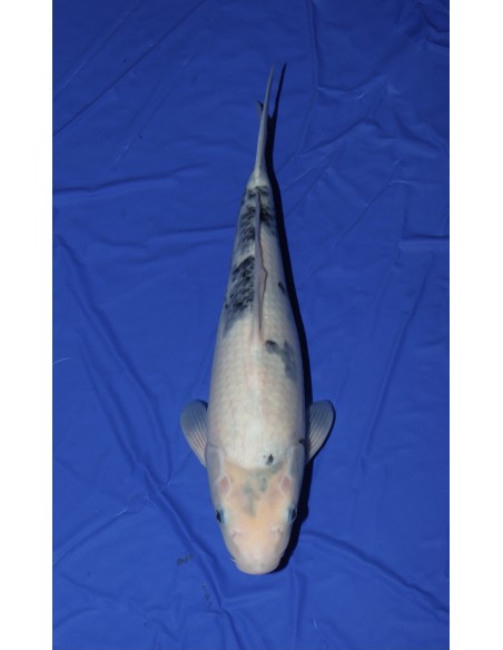 Carpes koi, Shiro Utsuri