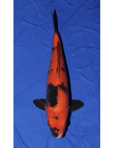 Carpes koi, Hi Utsuri