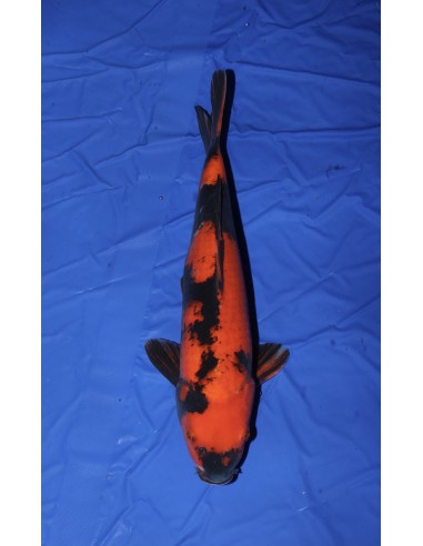 Carpes koi, Hi Utsuri