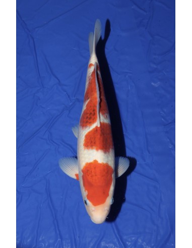 Carpes koi, Goromo