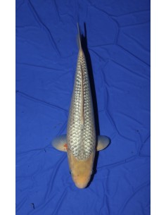 Carpes koi, Ginrin Asagi