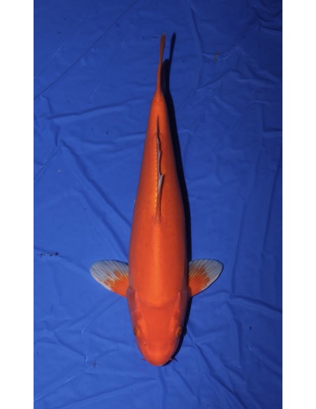 Carpes koi, Doitsu Aka Hajiro