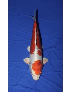 Carpes koi, Kikusui