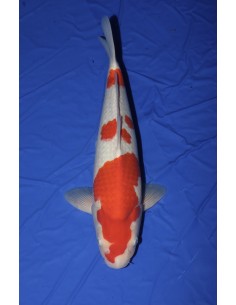 Carpes koi, Kohaku