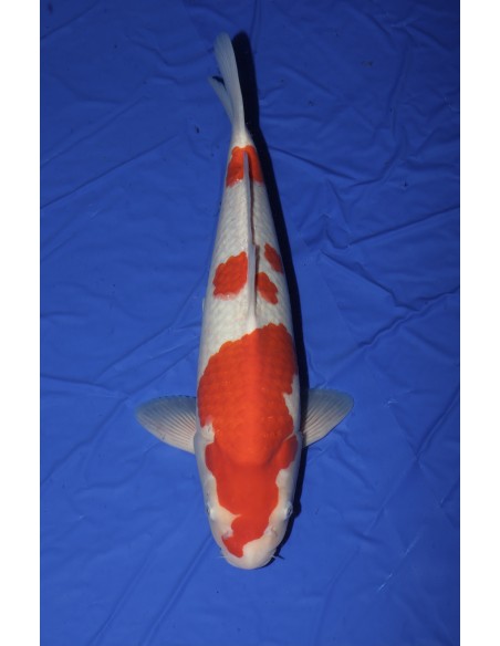 Carpes koi, Kohaku