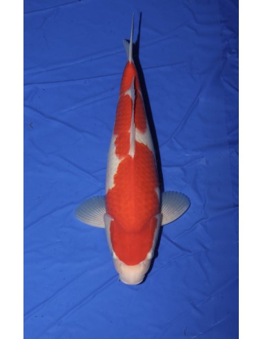 Carpes koi, Kohaku